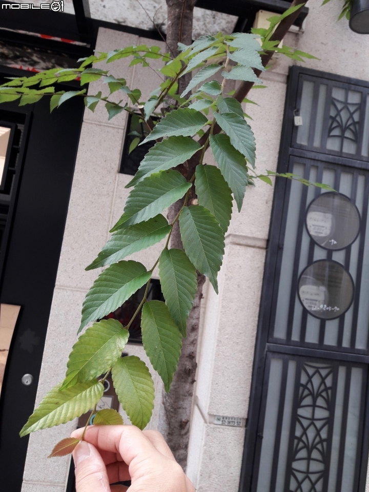 請教門前建商種的樹是什麼樹?需要移除嗎?