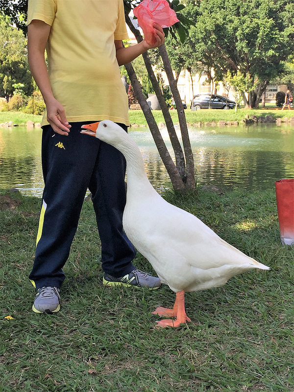 【親子景點】台中野餐地點推薦，好停車的中興大學（有草皮、人工湖、小動物）
