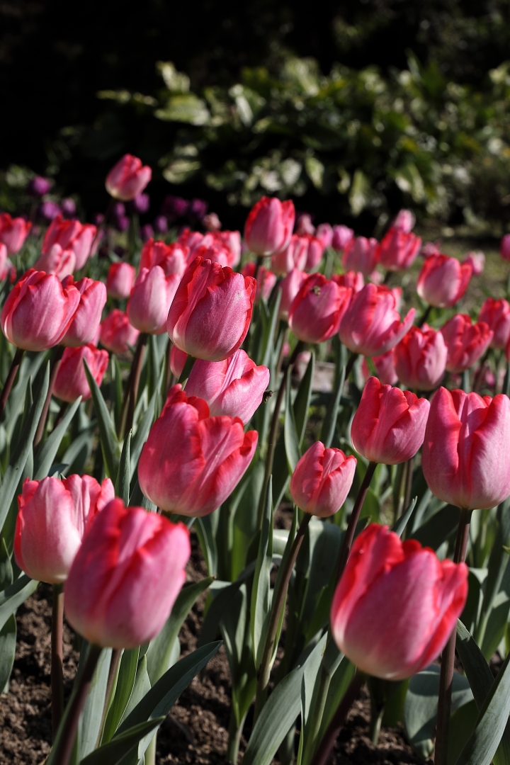 [EOS 5D Mark IV]桃源仙谷-鬱金香花季