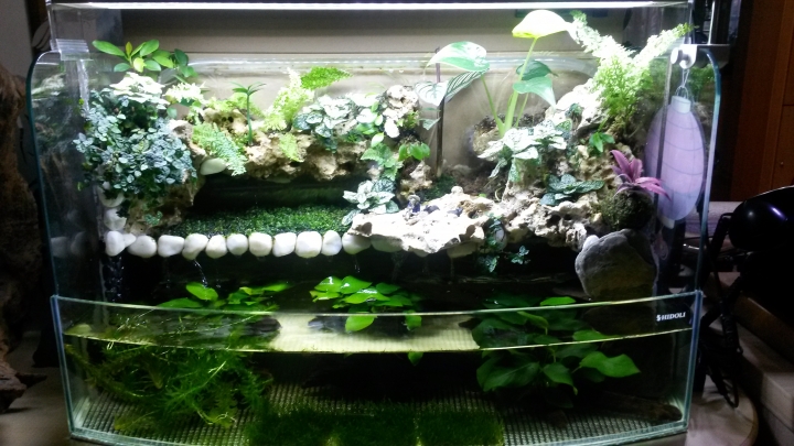 這應該稱為兩棲缸.或是植物缸呢?