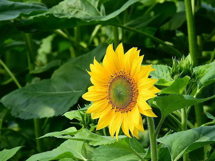 2017屏東熱帶植物博覽會增設天使花園蘭藝館，更繽紛美麗。