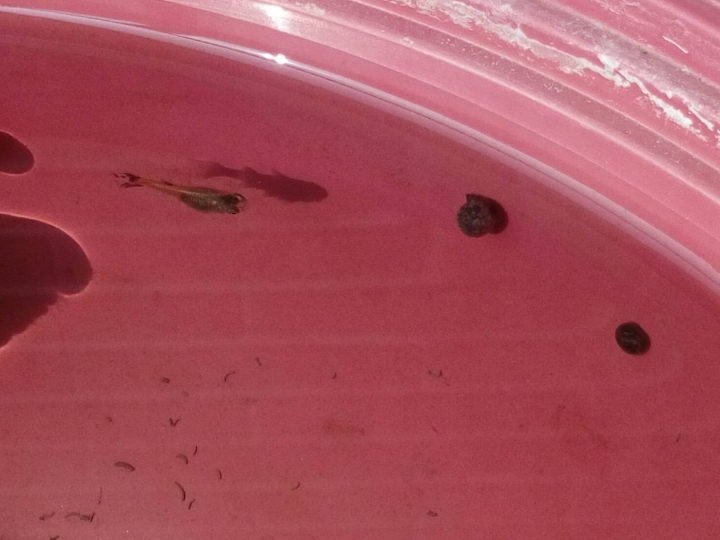 不知道這種螺類會不會傷害孔雀魚