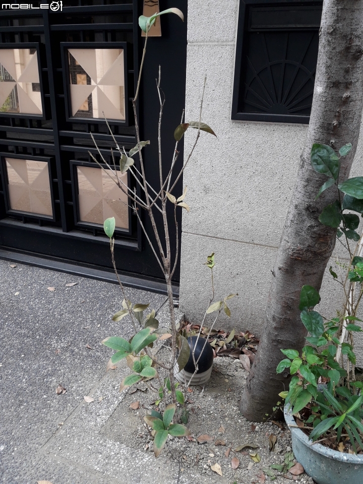 請教門前建商種的樹是什麼樹?需要移除嗎?