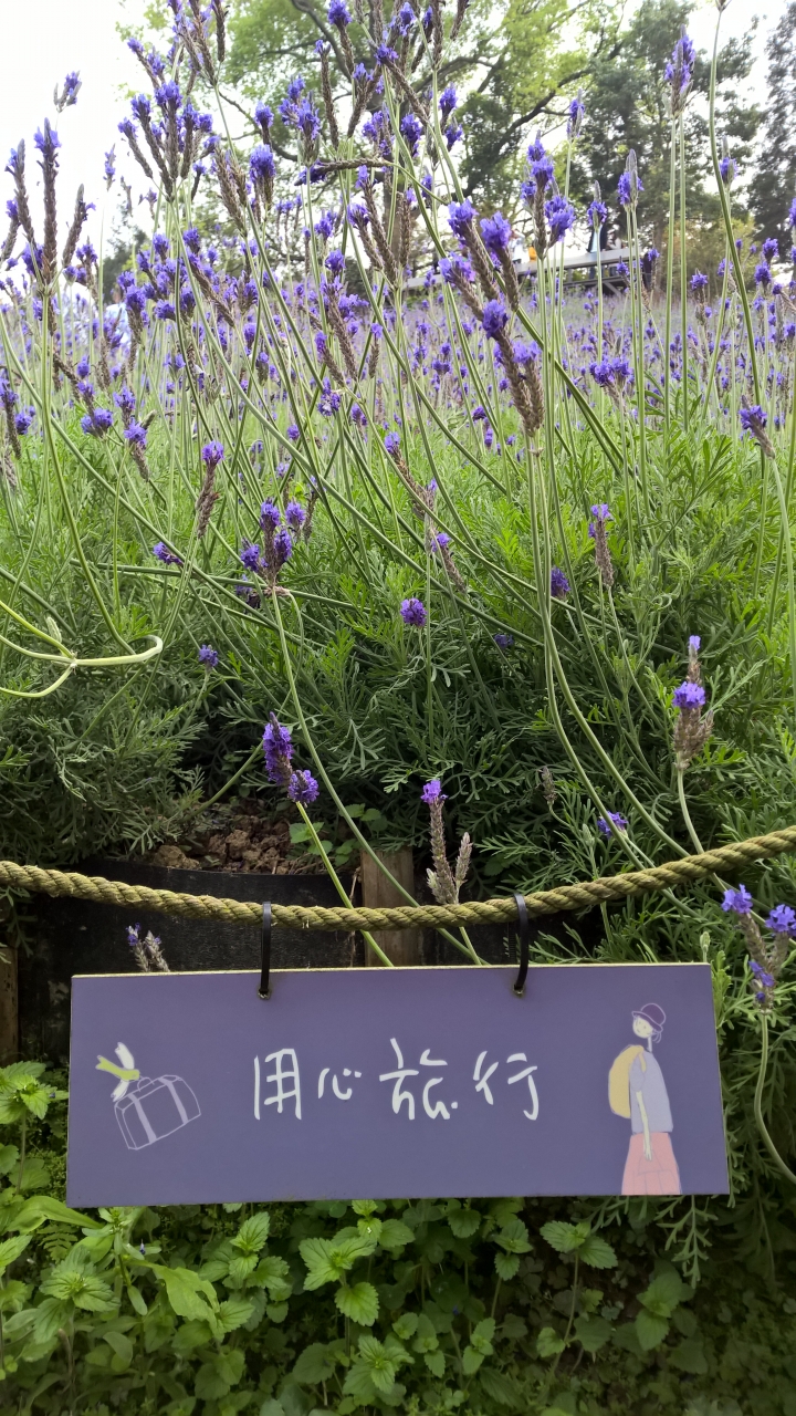 機車旅行-薰衣草森林