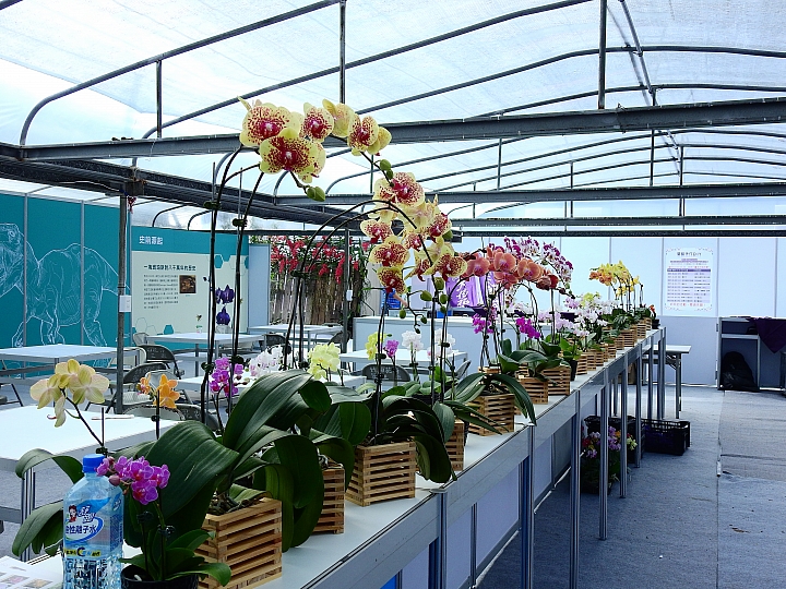 2017屏東熱帶植物博覽會增設天使花園蘭藝館，更繽紛美麗。
