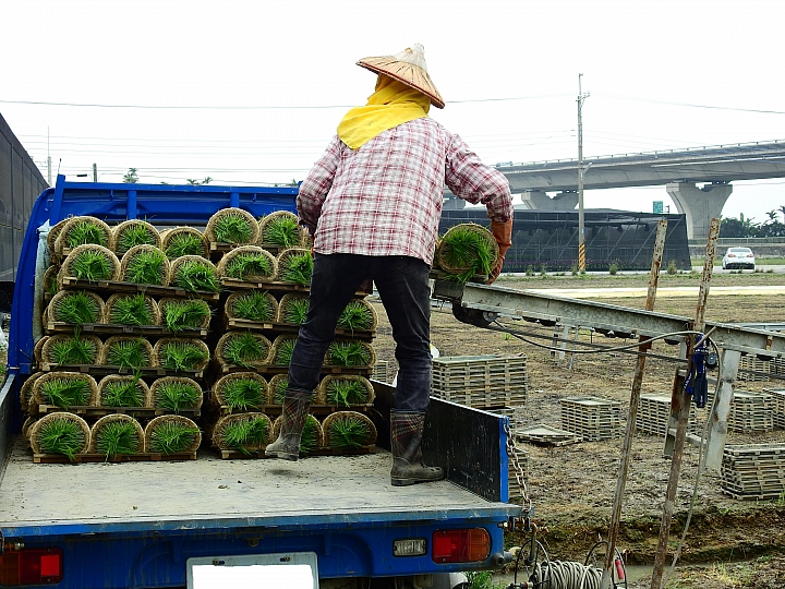 秧苗一捲一捲以載運平台搬上車，又是春耕的開始。