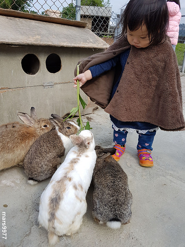 【苗栗 景點/美食】棗莊古藝庭園膳坊：客家菜料理餐廳/可愛動物區/庭院棗園區/假日休閒/春節遊玩