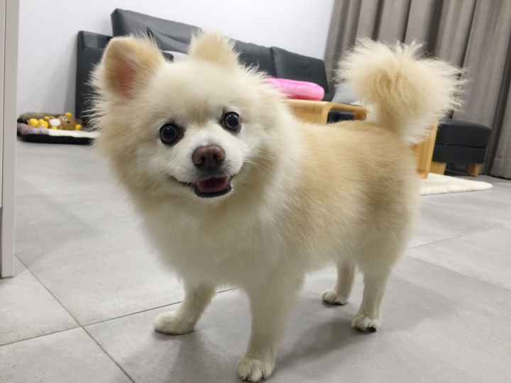 【開箱】一犬兩人三房簡約宅