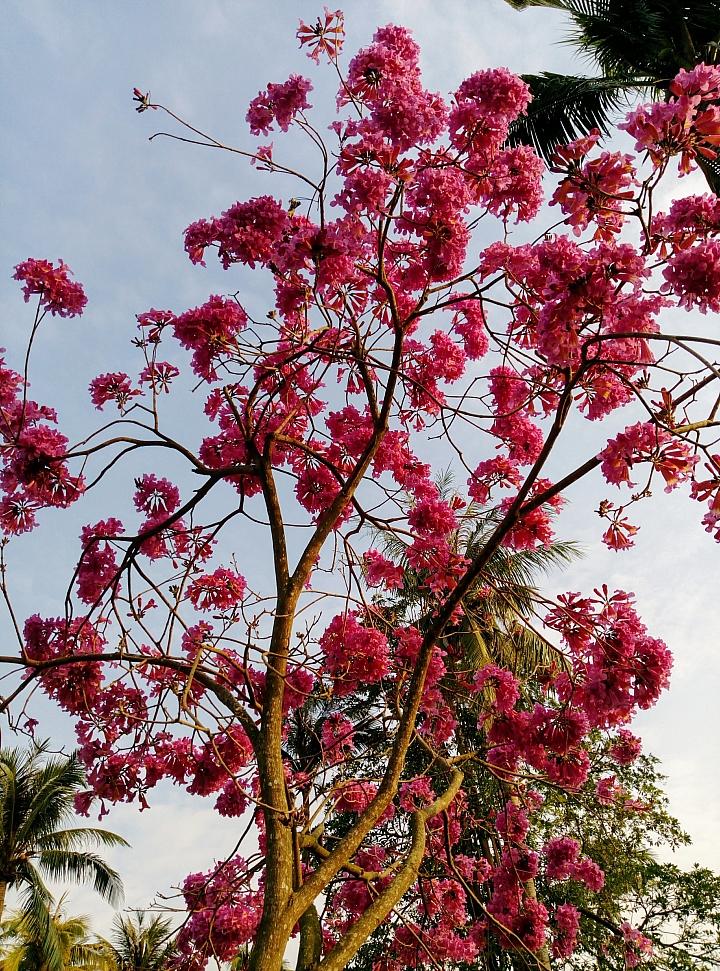台南市永康公園粉紅風鈴木