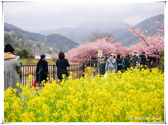 ❀静岡県 河津町 ▍年度盛大活動。河津櫻花祭。日本關東最早盛開，花期最長!2017/2/10-3/10