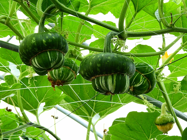 2017屏東熱帶植物博覽會增設天使花園蘭藝館，更繽紛美麗。