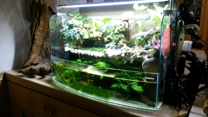 這應該稱為兩棲缸.或是植物缸呢?