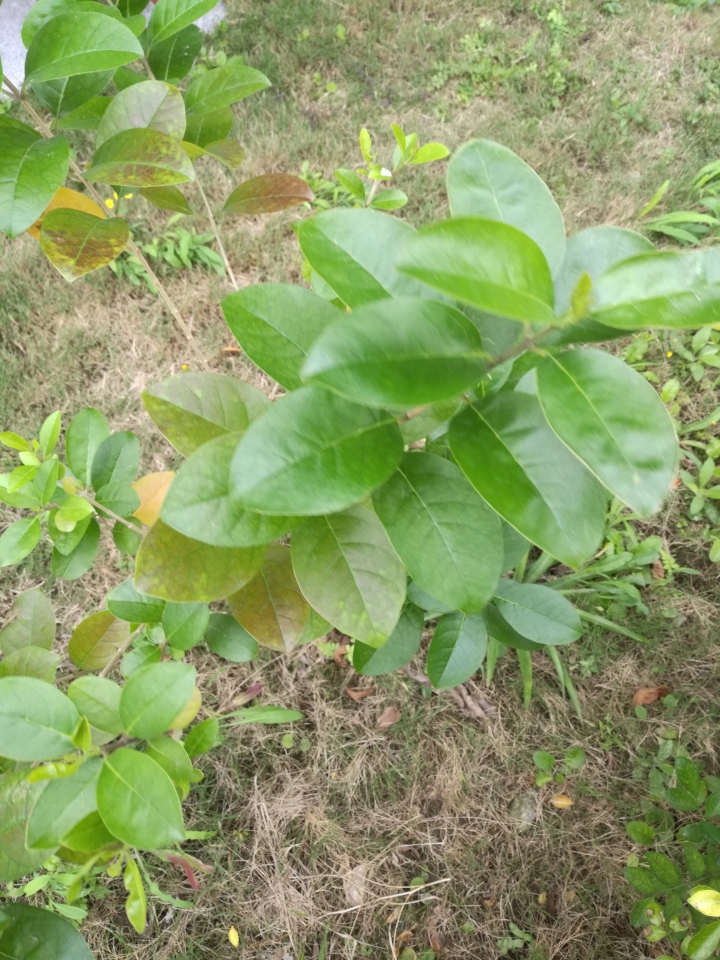 請問植物名稱，謝謝!@