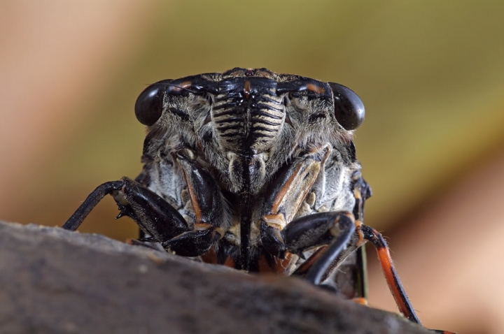 Luxgen S3開箱分享