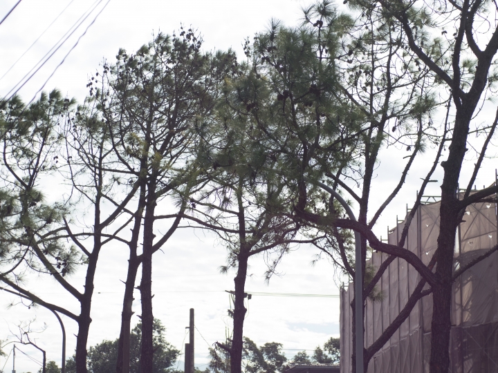 Rollei 50mm f1.8 HFT。M43 1600w px