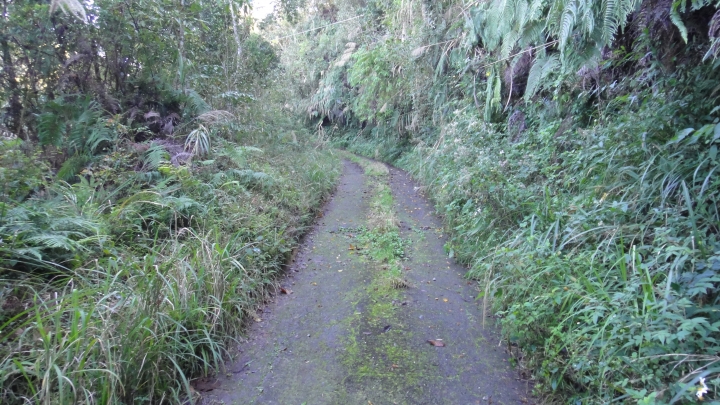 「神鵝瞎旅」之 武界林道 山碰壁