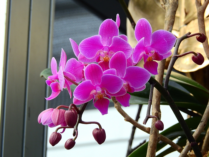 2017屏東熱帶植物博覽會增設天使花園蘭藝館，更繽紛美麗。