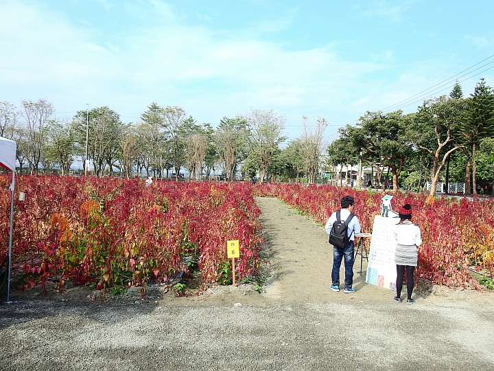 2017屏東熱帶植物博覽會增設天使花園蘭藝館，更繽紛美麗。