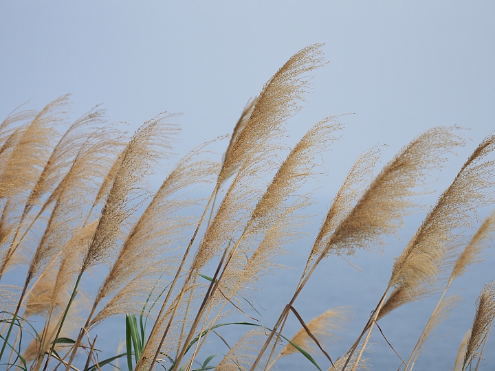 樹立難以超越的標準 Olympus OM-D E-M1 MarkII