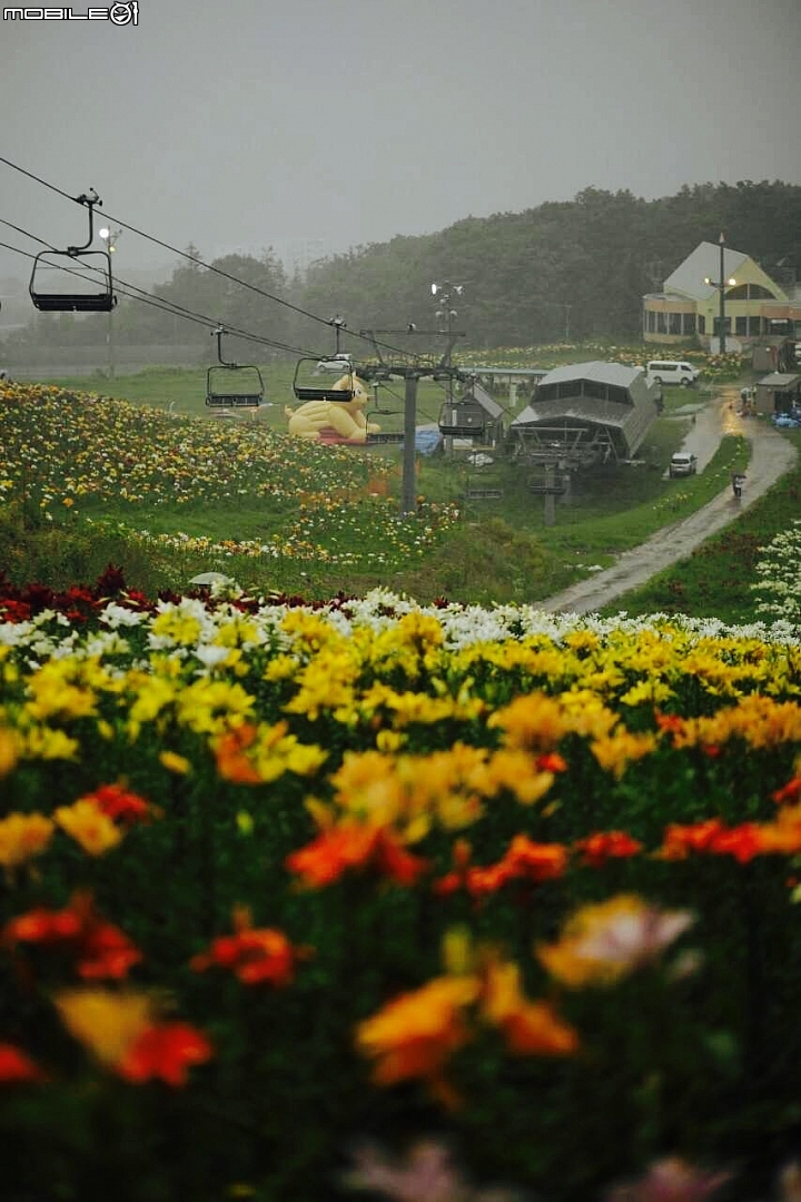 北海道的夏天除了薰衣草向日葵外還能欣賞什麼花呢~近年新開的春香山百合園又多了個地方賞百合喔!