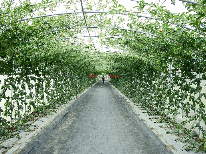 2017屏東熱帶植物博覽會增設天使花園蘭藝館，更繽紛美麗。