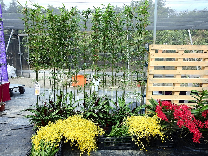 2017屏東熱帶植物博覽會增設天使花園蘭藝館，更繽紛美麗。