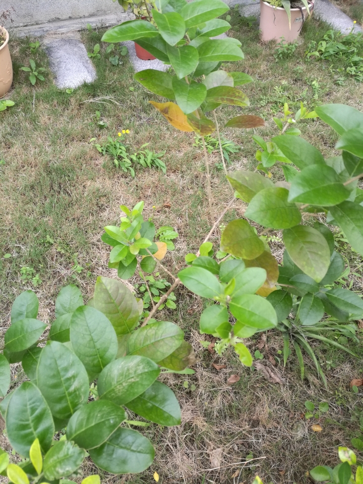 請問植物名稱，謝謝!@