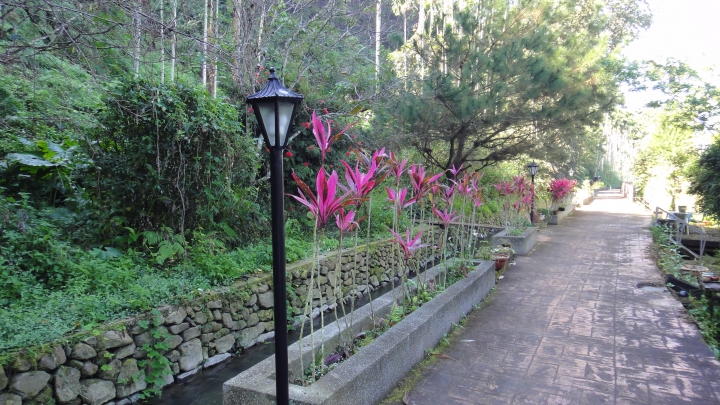「神鵝瞎旅」之 武界林道 山碰壁