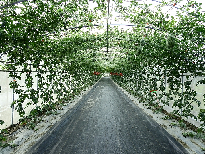 2017屏東熱帶植物博覽會增設天使花園蘭藝館，更繽紛美麗。
