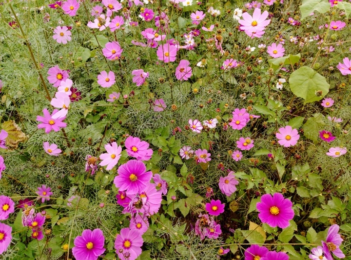 新營區鐵線里大波斯菊花海