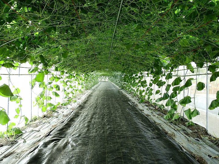 2017屏東熱帶植物博覽會增設天使花園蘭藝館，更繽紛美麗。