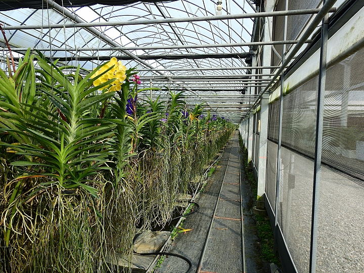 2017屏東熱帶植物博覽會增設天使花園蘭藝館，更繽紛美麗。