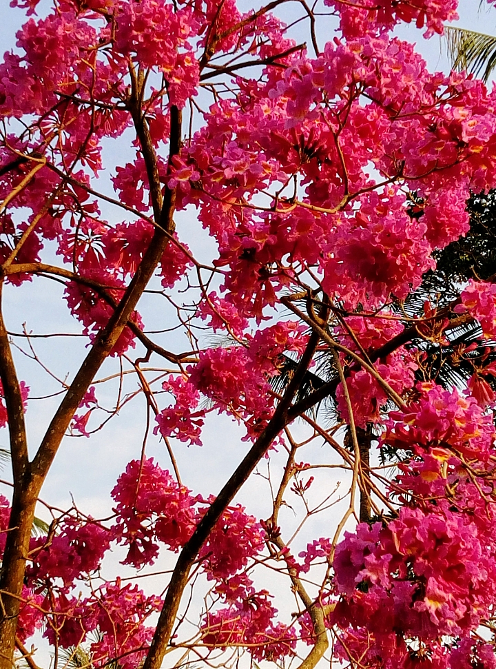 台南市永康公園粉紅風鈴木