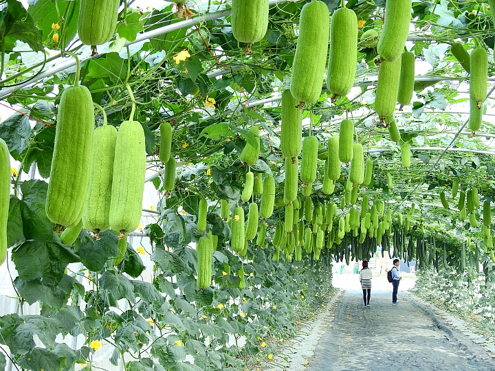 2017屏東熱帶植物博覽會增設天使花園蘭藝館，更繽紛美麗。