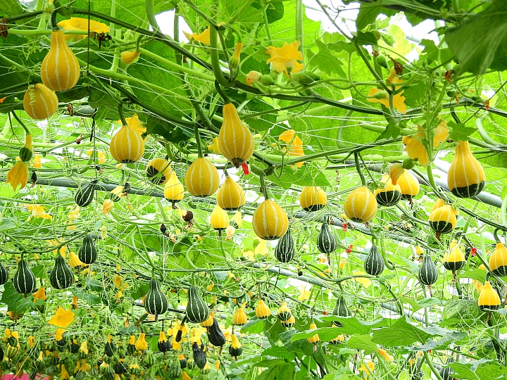 2017屏東熱帶植物博覽會增設天使花園蘭藝館，更繽紛美麗。