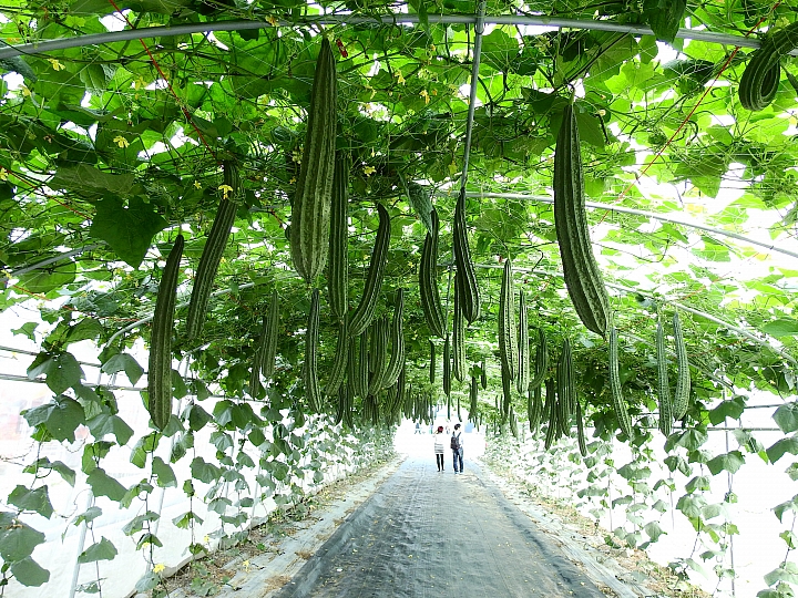 2017屏東熱帶植物博覽會增設天使花園蘭藝館，更繽紛美麗。
