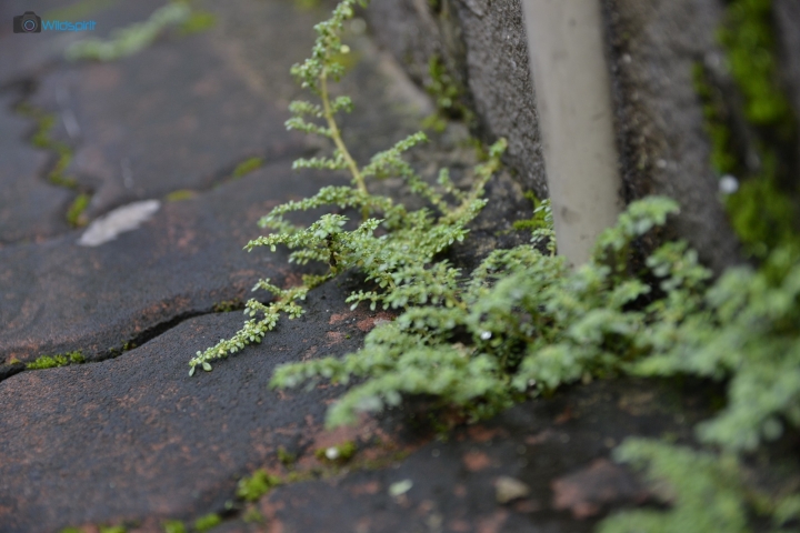 恆定大光圈 旅遊一鏡到底【SIGMA 17-50mm F2.8 EX DC OS】