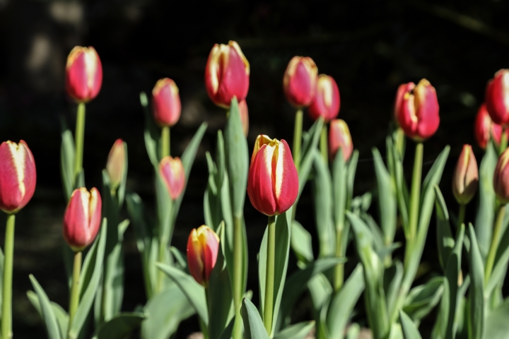 [EOS 5D Mark IV]桃源仙谷-鬱金香花季