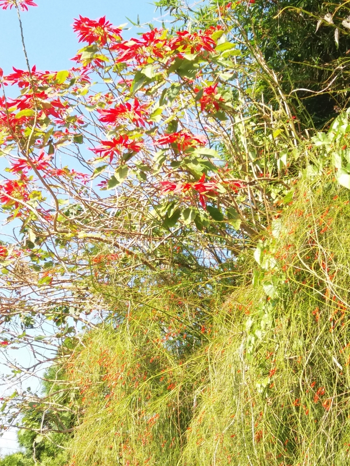 請問這種花是什麼花? 跟瀑布一樣超漂亮的~