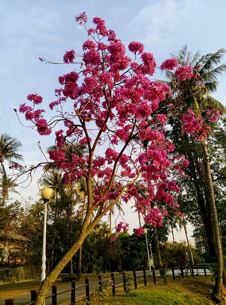 台南市永康公園粉紅風鈴木
