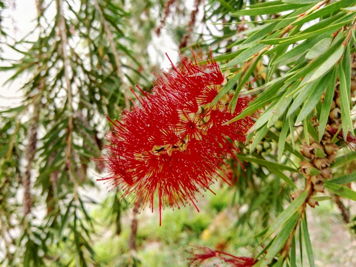 鹽水區月津港風鈴木 炮仗花 菊花