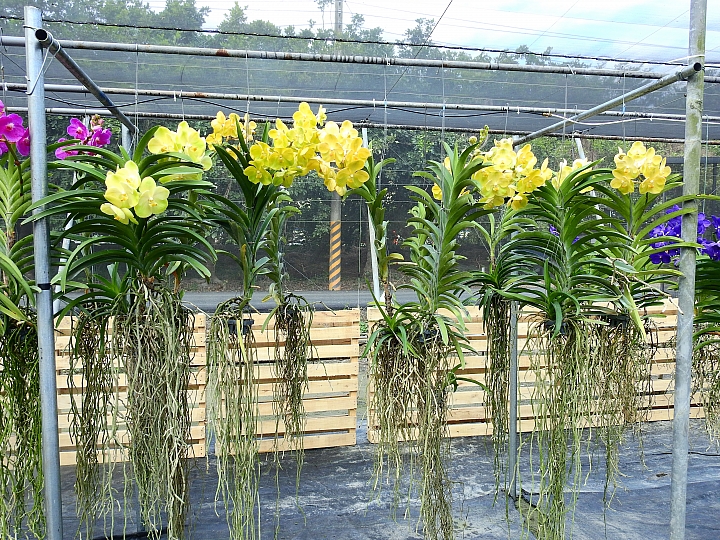 2017屏東熱帶植物博覽會增設天使花園蘭藝館，更繽紛美麗。