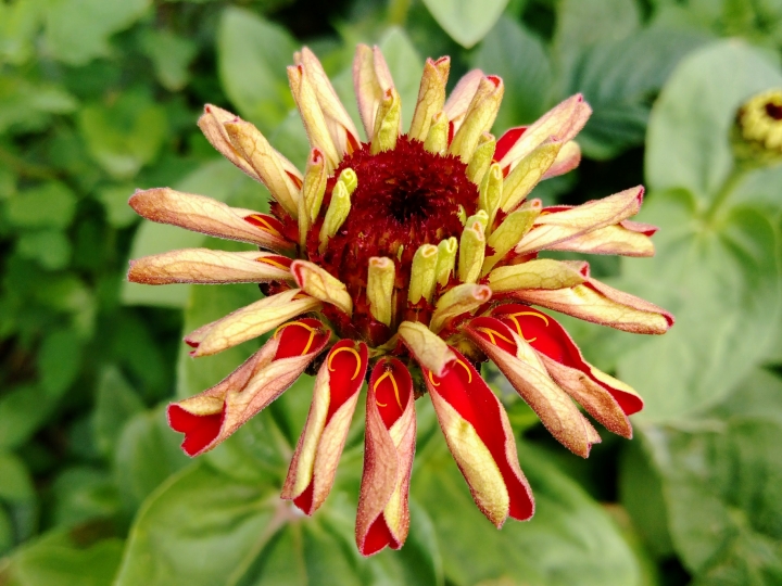 鹽水區月津港風鈴木 炮仗花 菊花