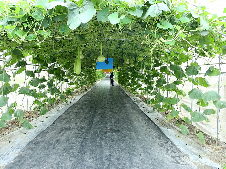 2017屏東熱帶植物博覽會增設天使花園蘭藝館，更繽紛美麗。