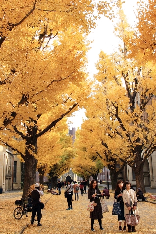 【東京大學】銀杏專攻! 菜市場行程卻心滿意足