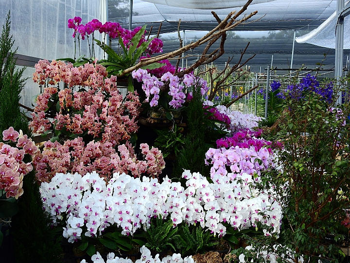 2017屏東熱帶植物博覽會增設天使花園蘭藝館，更繽紛美麗。