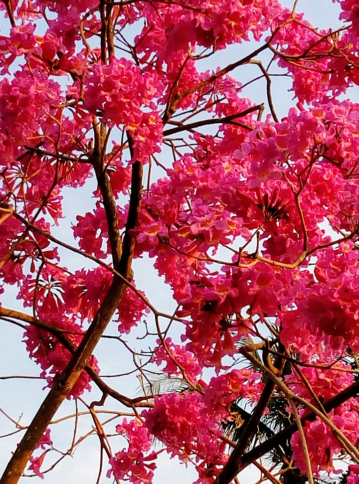 台南市永康公園粉紅風鈴木