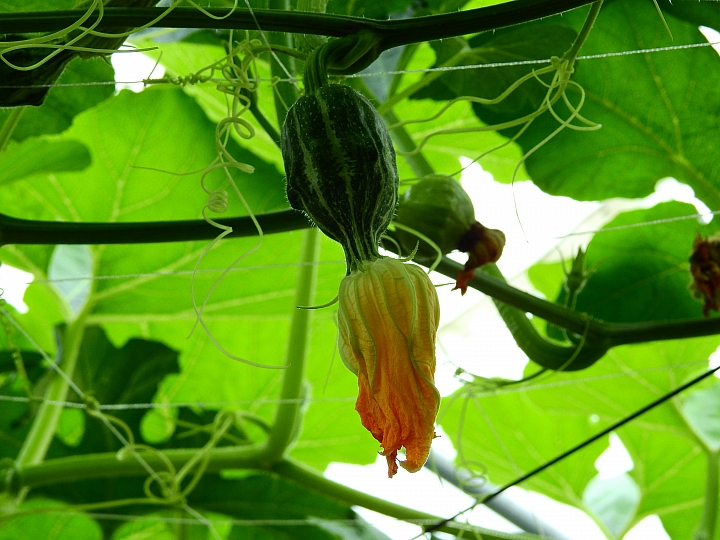 2017屏東熱帶植物博覽會增設天使花園蘭藝館，更繽紛美麗。