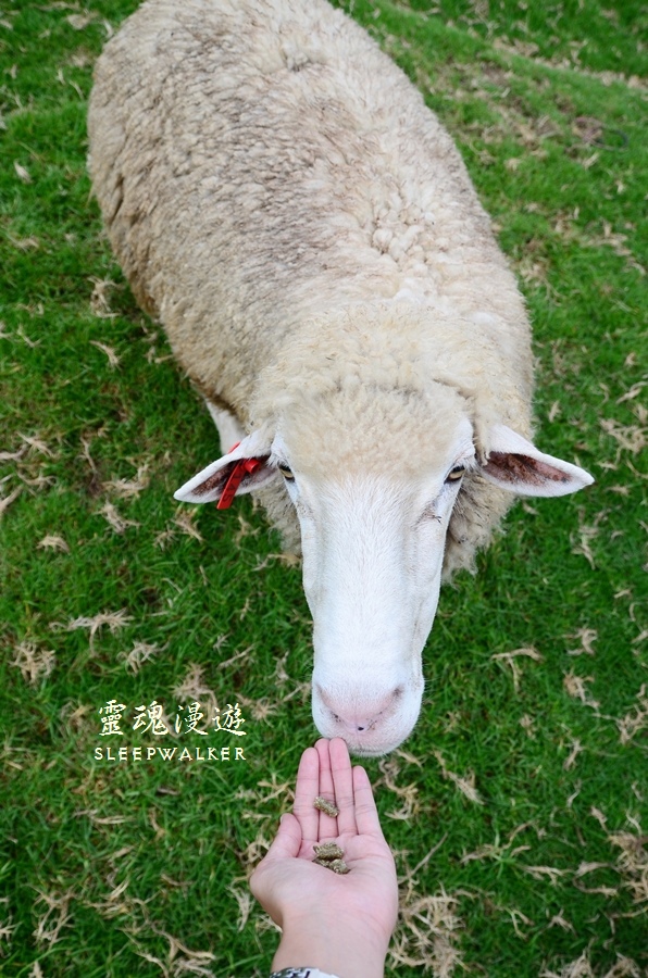 ［南投仁愛。景點］搭公車遊南投 Day1－清境農場（綿羊秀、馬術秀、步道）