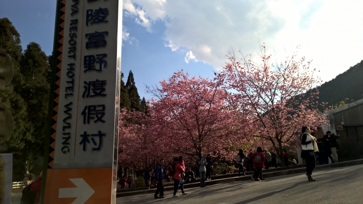 機車旅行-武陵農場賞櫻花